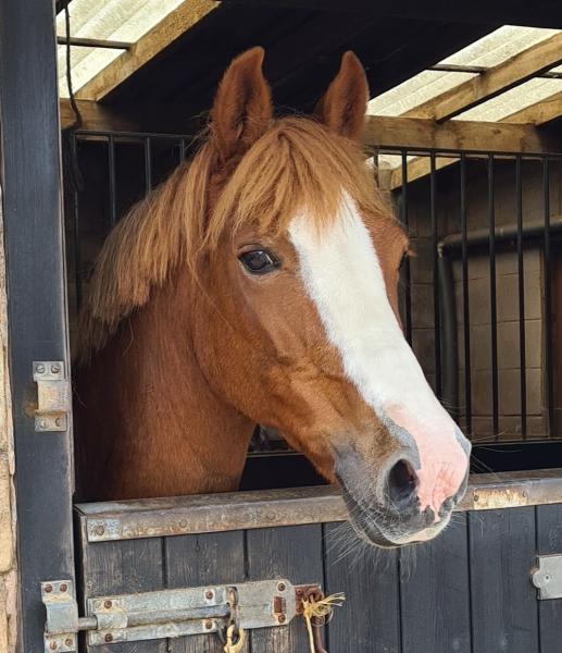 Dales View Riding Centre