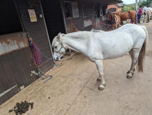 Bellgrove Riding School and Stud Farm