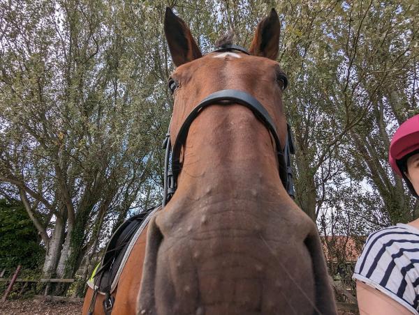 Bellgrove Riding School and Stud Farm