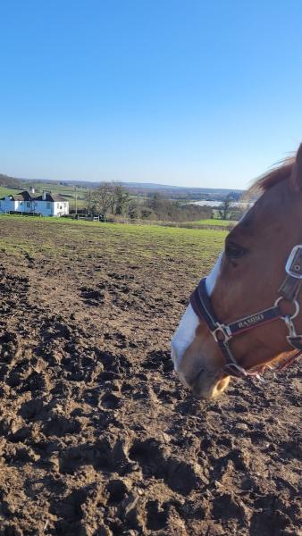 North Cray & Sidcup Riding School