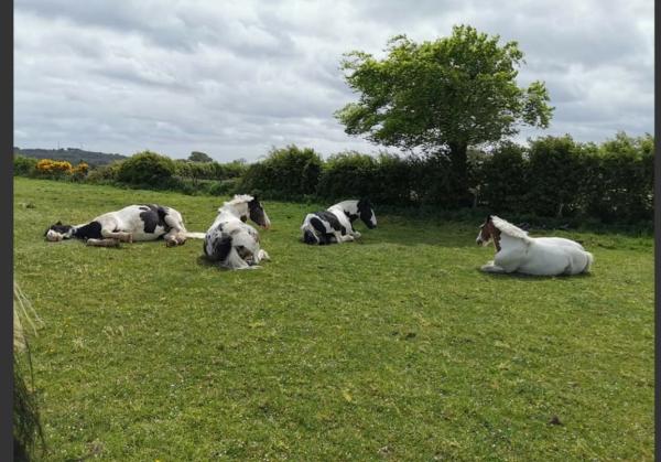 Birr House Riding Centre