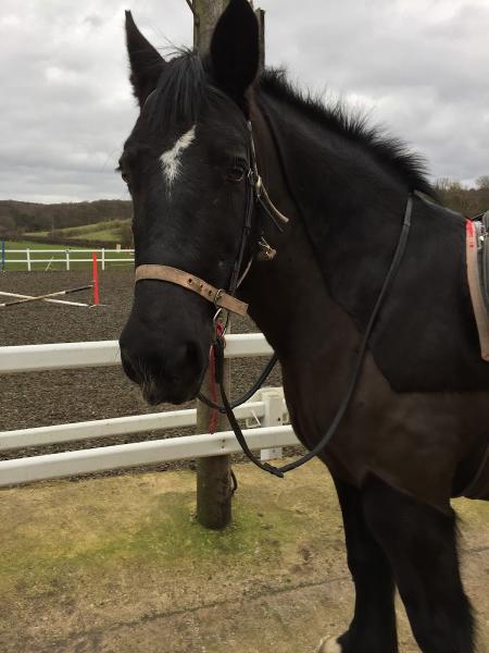 Broad View Riding School