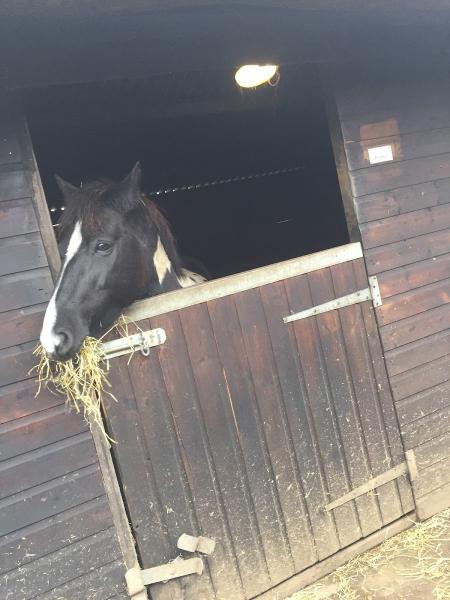 Broad View Riding School