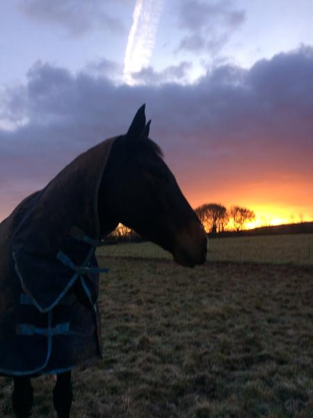 Upton Pyne Equestrian Centre