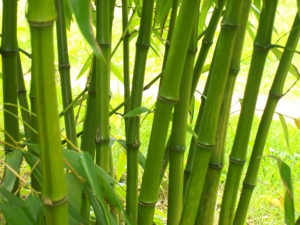 Bamboo Grove Tai Chi School