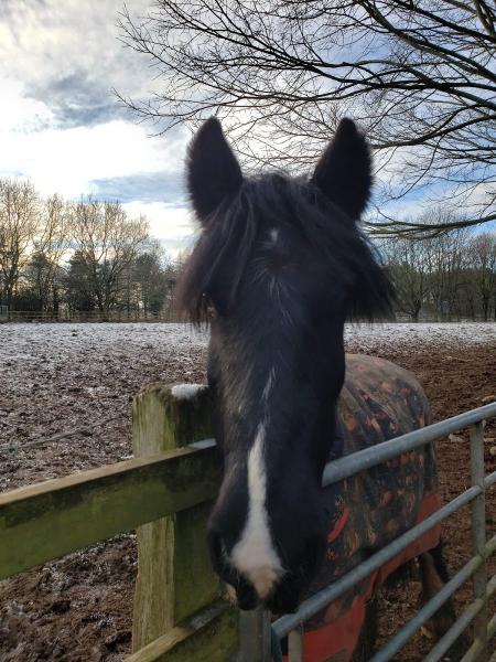 Happy Hooves Riding Centre