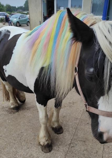 Happy Hooves Riding Centre