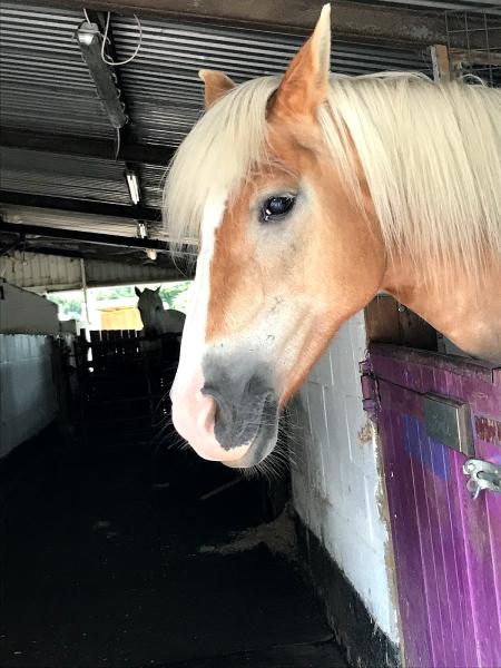 Holistic Horse & Pony Centre