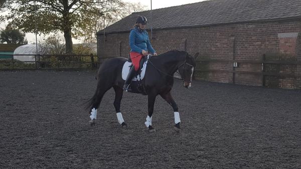 Higher Farm Livery Centre