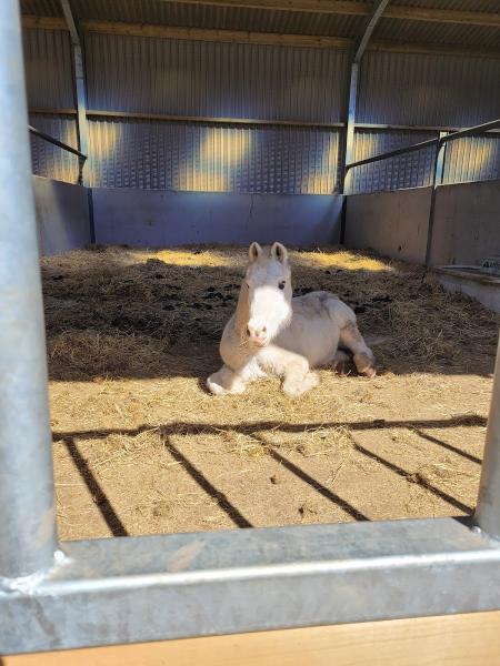 Boydstone Farm Stables