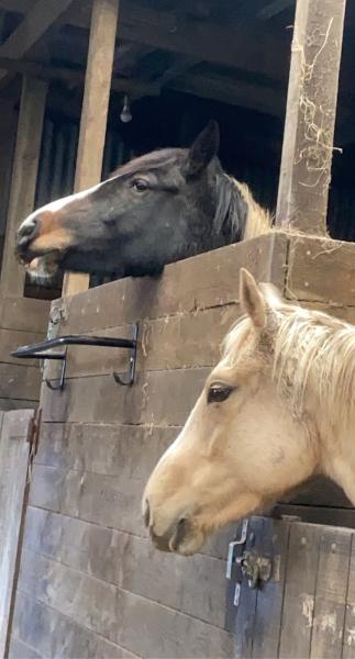 Boydstone Farm Stables