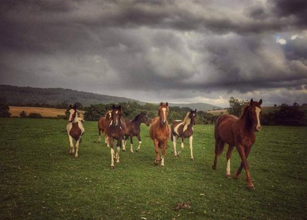 Fox Folly Stud and Livery