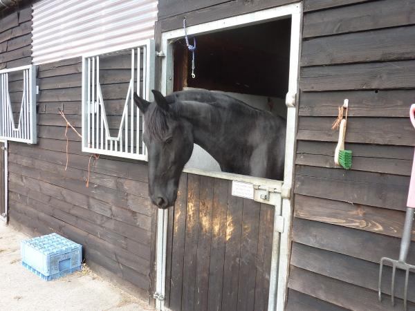 Newland Hall Stables