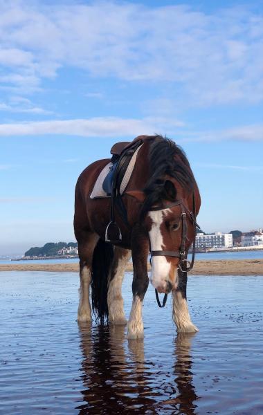 Studland Trekking Centre