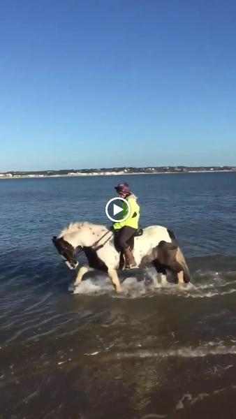 Studland Trekking Centre