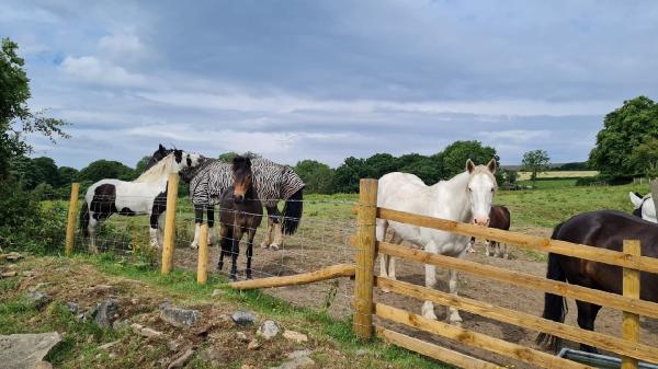 Meadowbank Farm Equestrian