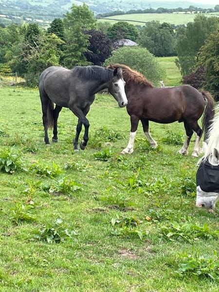 Meadowbank Farm Equestrian